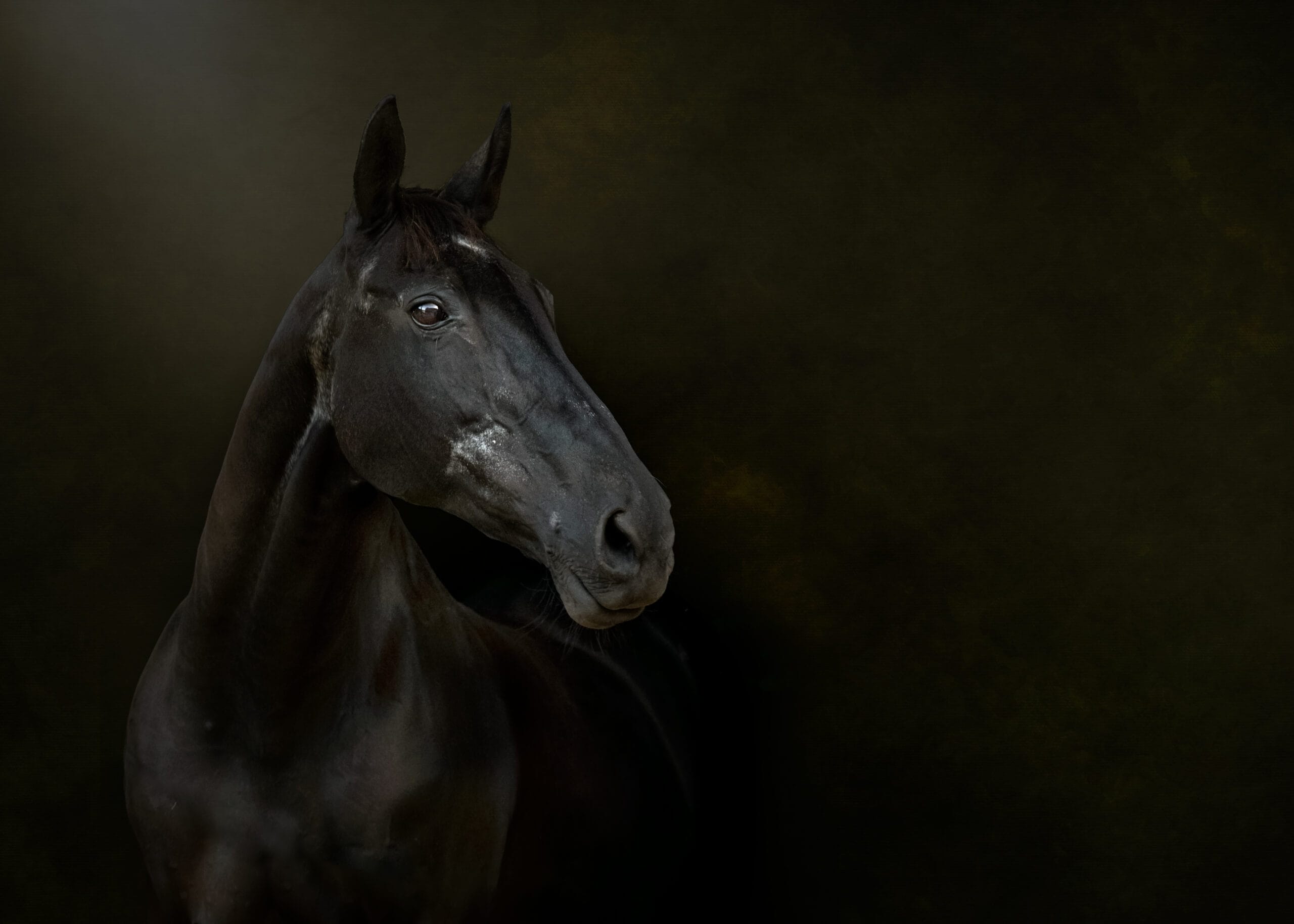 My heart Horse 'Lady Lizzie' 1989 - 2022 ❤ My heart Horse 'Lady Lizzie' 1989 - 2022 ❤